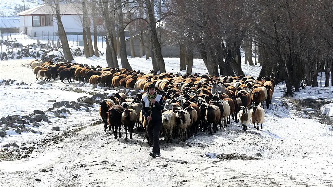 Muş'ta besiciler kar üzerinde hayvanlarını besliyor