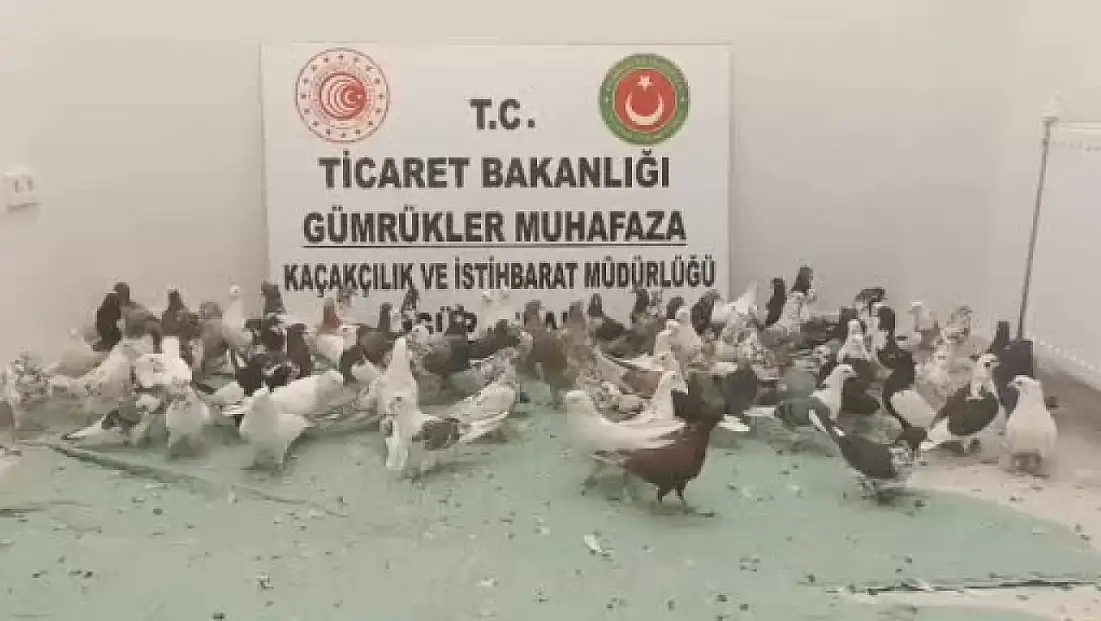 Ağrı’da 85 “cancan” cinsi güvercin ele geçirildi