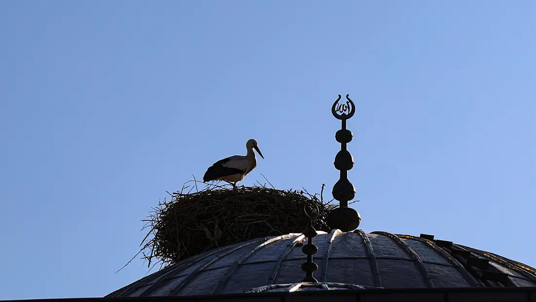 Ağrı Dağı ve çevresindeki iklim değişikliği, leyleklerin kış göçünü engelliyor