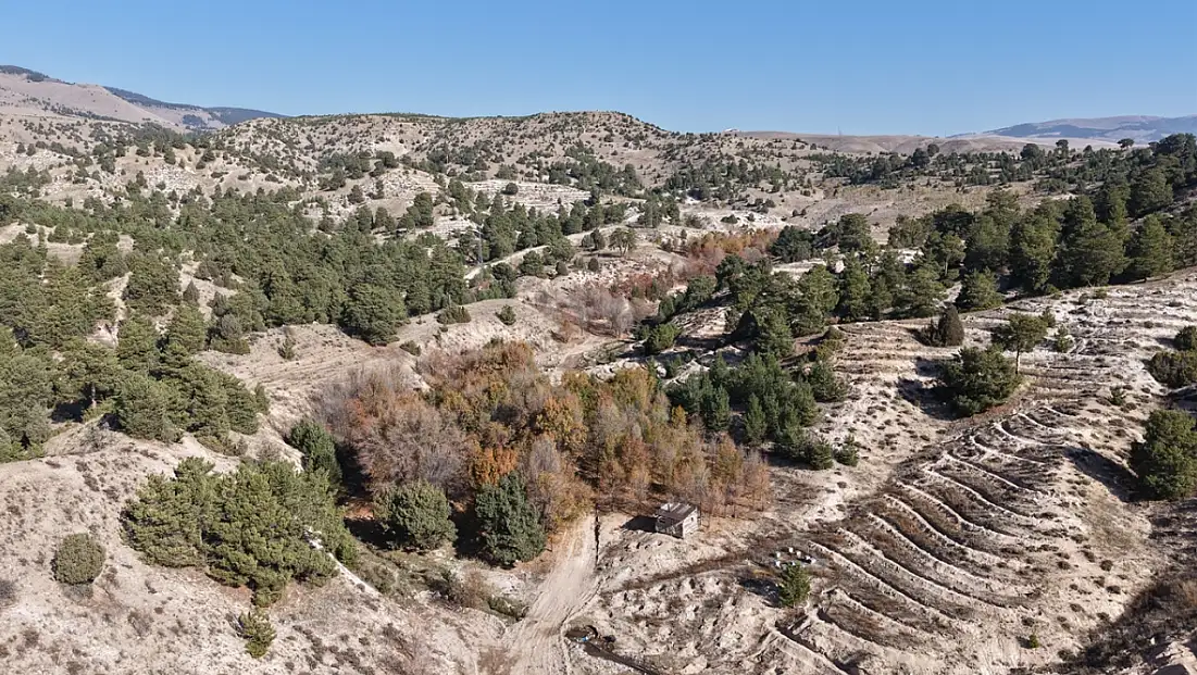 Ağrı’nın da dahil olduğu bal ormanı projesi büyüyor: Arıcılık için yeni fırsatlar doğuyor