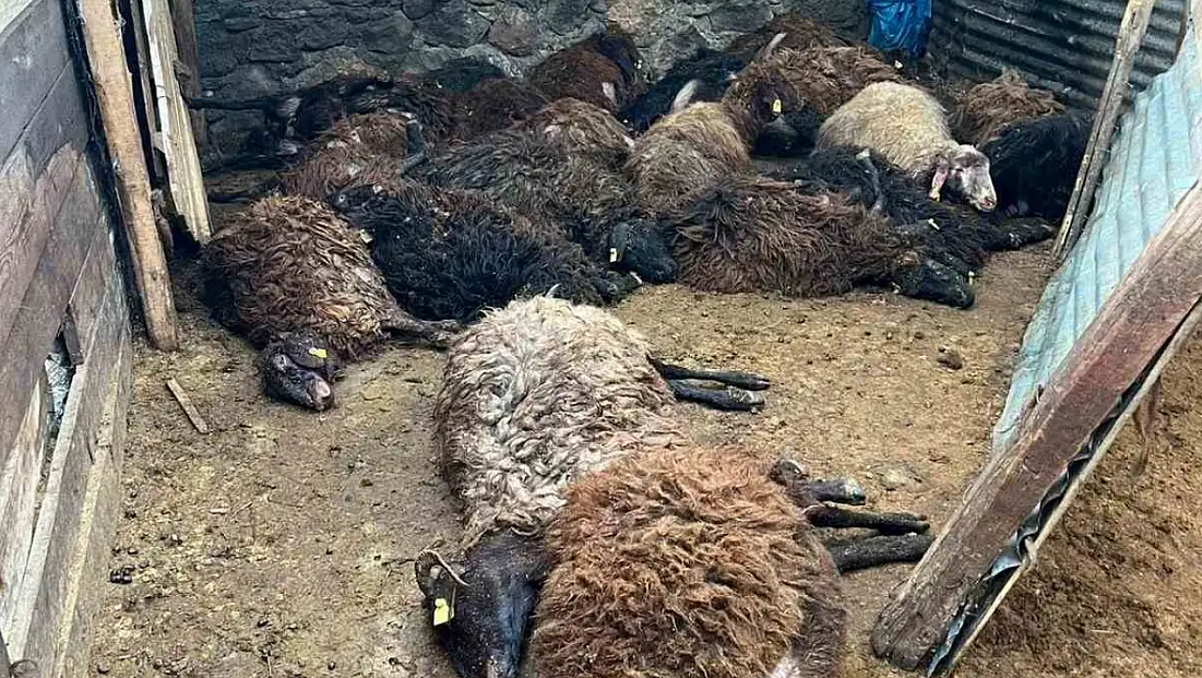 Bir gecede 130 koyun telef oldu