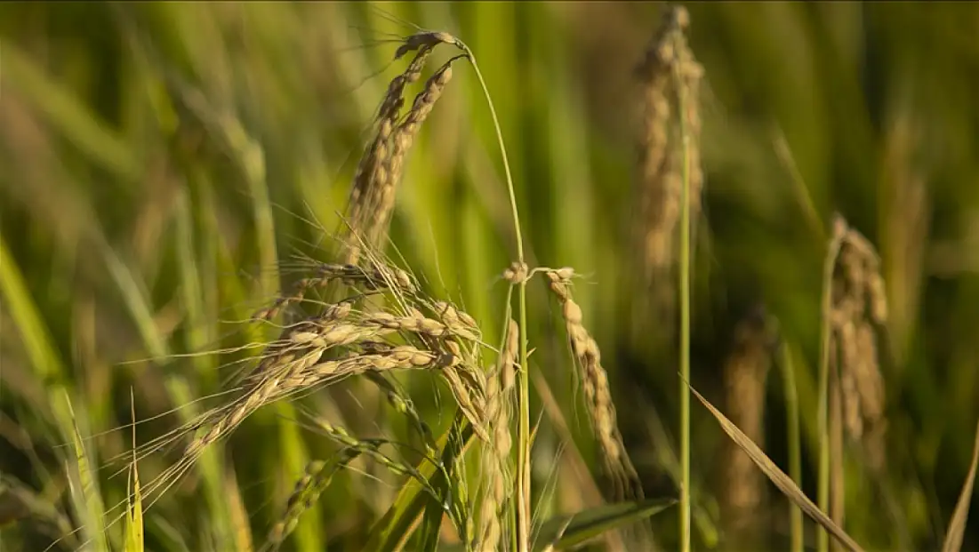 Çeltik üreticisinin beklediği fiyatlar belli oldu