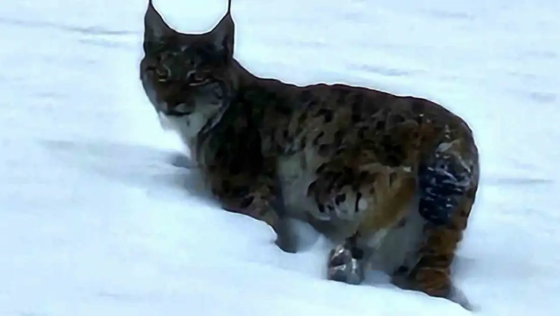 Doğanın gizli sakini Bitlis’te kameralara yansıdı