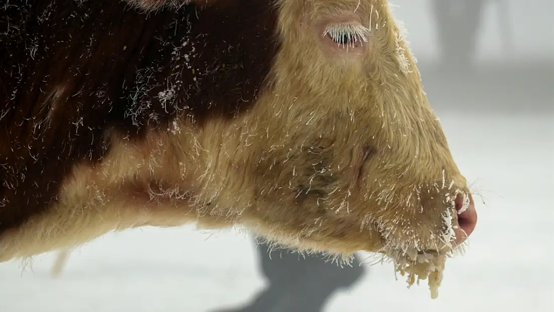 Doğu buz kesti: Ağrı merkezli 5 ilde yaşam eksiye düştü