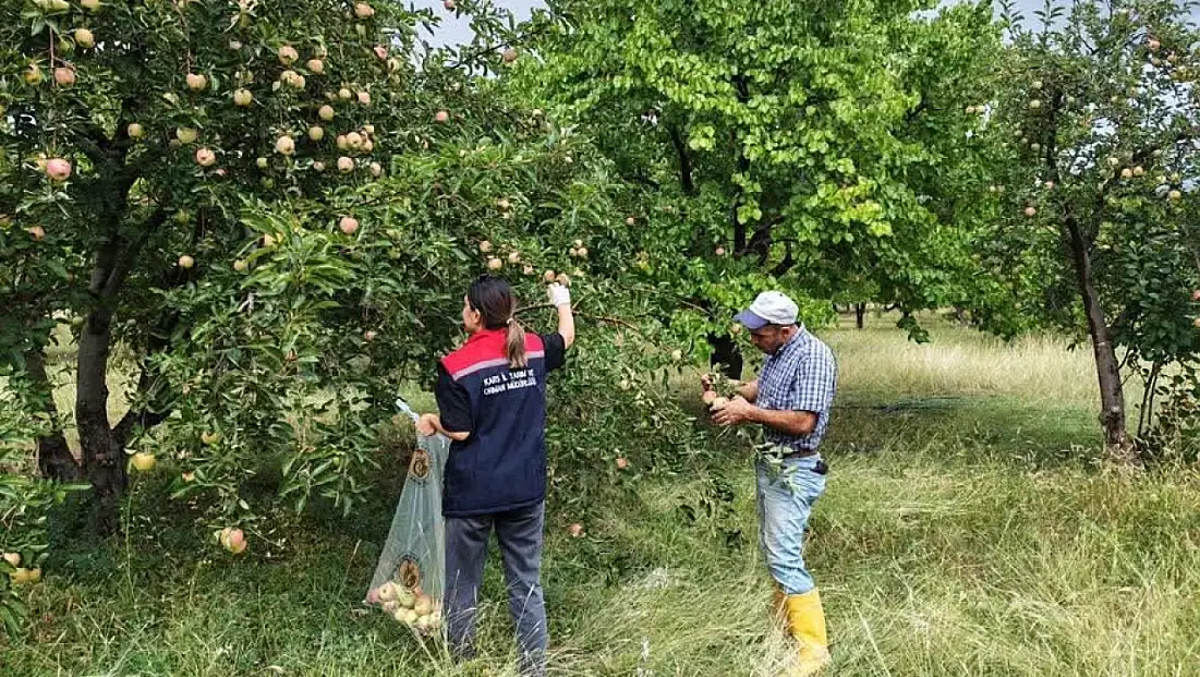 Kağızman elma bahçelerinde pestisit denetimi ile gıda güvenliği sağlanıyor