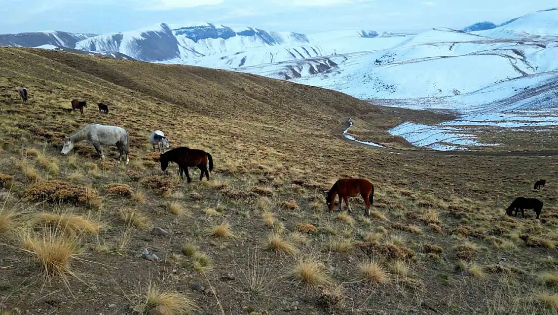 Nemrut Kalderası, doğaseverleri at sürüleriyle büyülüyor