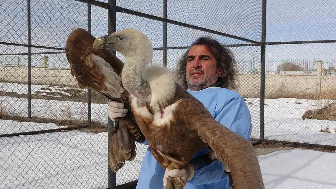 Şifa bulan yırtıcı kuşlar Van’dan yeniden gökyüzüne yükseliyor