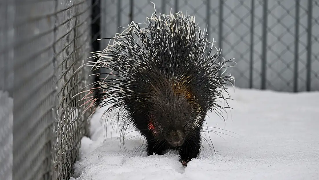 Yaban hayatında hassas denge: Van'da oklu kirpi vakası