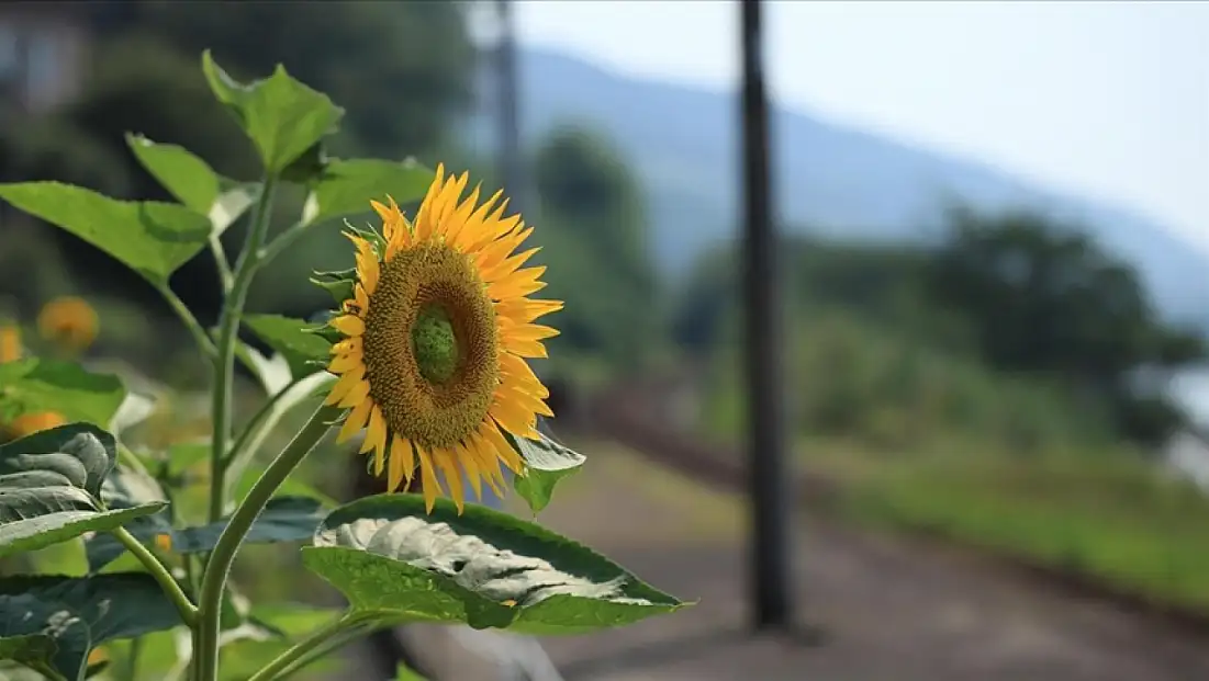 Yerli tohum hamlesi ayçiçeğinde dengeleri değiştirdi