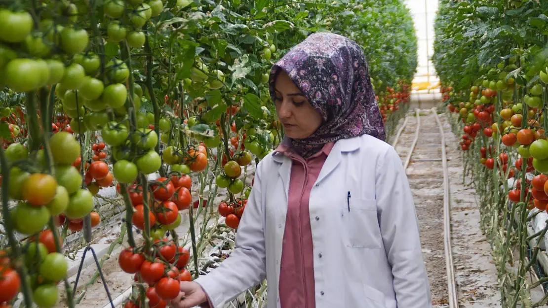 Ağrı'da jeotermal kaynaklı seralar kadınlara ekmek kapısı oluyor