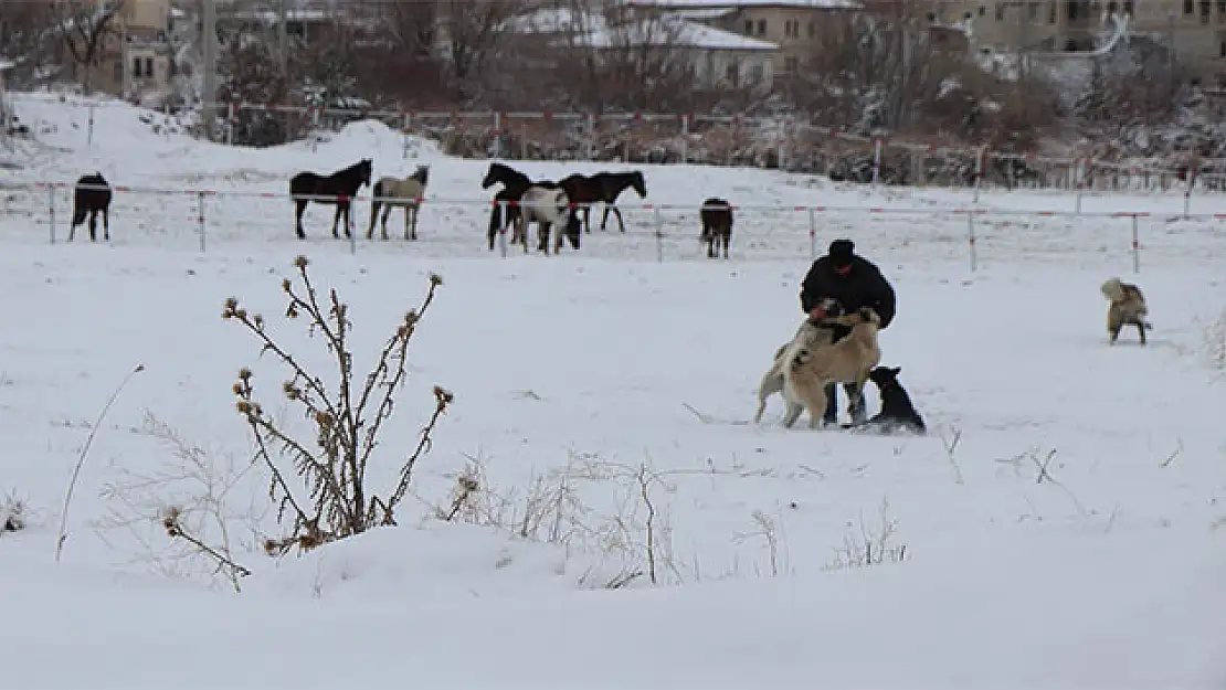 Nevşehir'de Köpek İçin Canını Yoksaydı