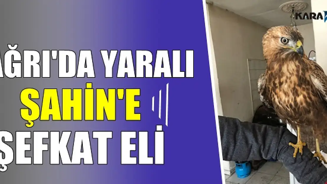 Ağrı'da yaralı şahin bulundu