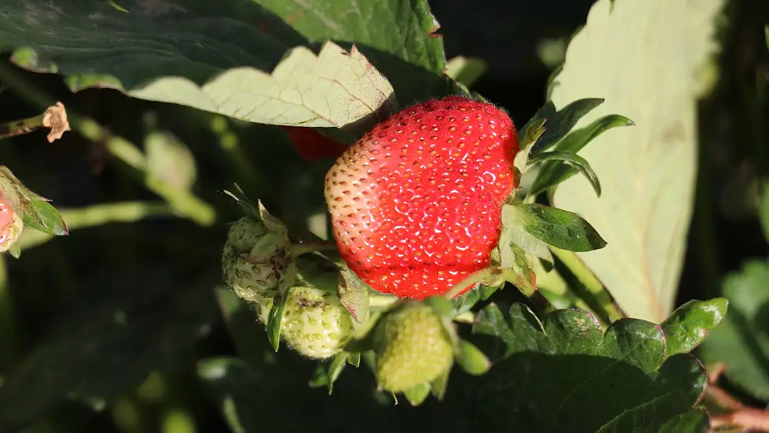 Ağrı çilek üretim merkezi olma yolunda ilerliyor