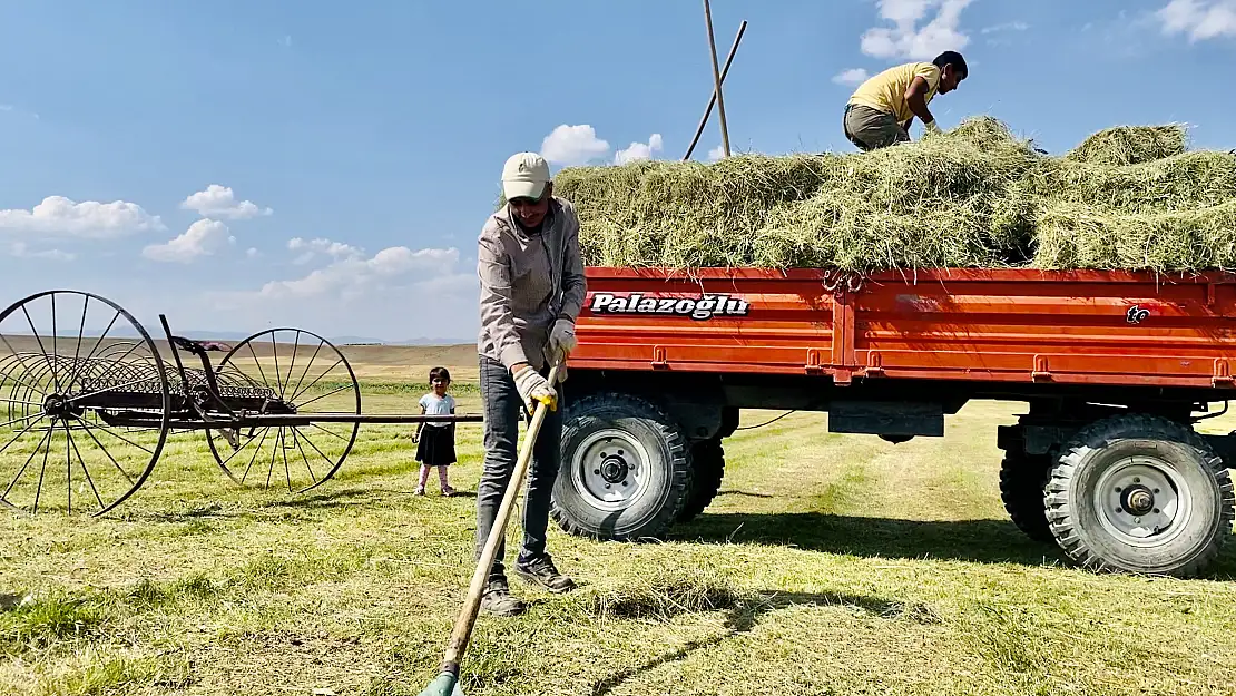 Ağrı'da kuraklık erken hasadı beraberinde getirdi