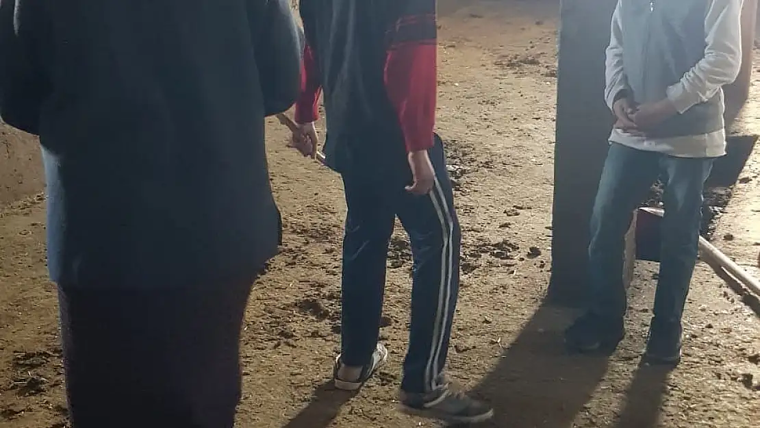 Ahıra giren insanlar 10 büyükbaş çaldı