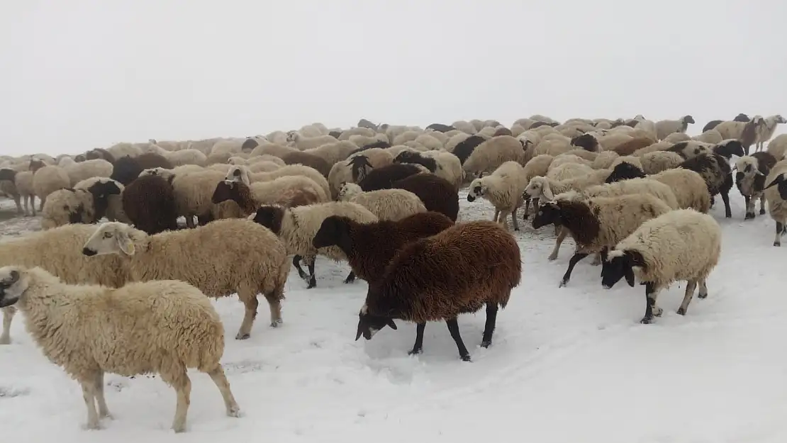 Ağrı'da yaylalarda kar kalınlığı 5 santimi geçti