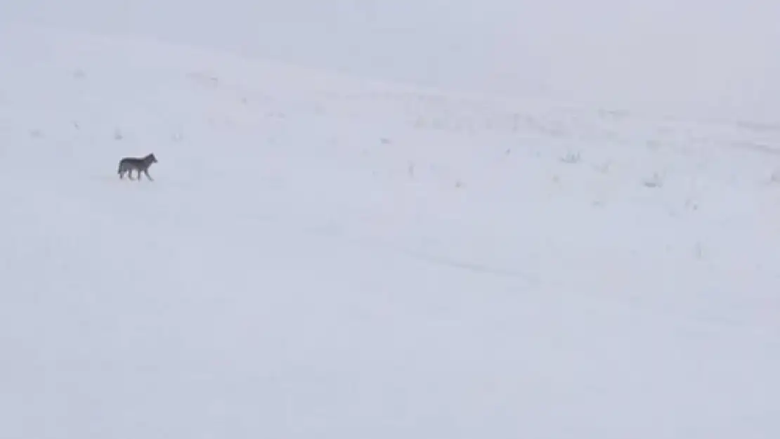 Ağrı'da aç kalan kurtlar yerleşim yerlerine indi