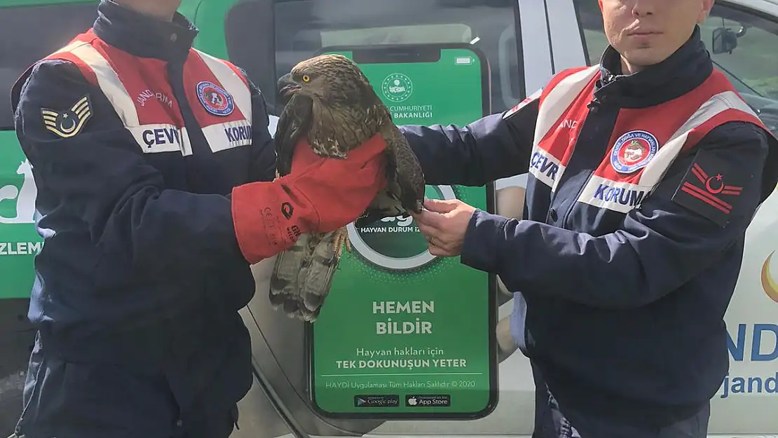 Ağrı'da bulunan yaralı şahine jandarma sahip çıktı