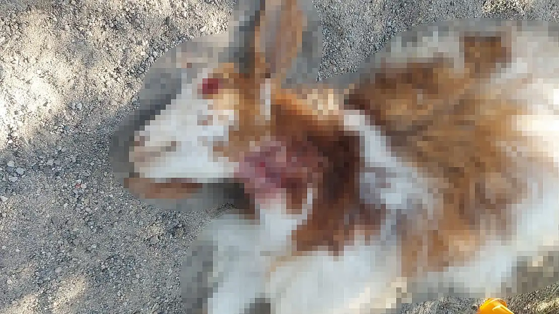 Ağrı'da sokak köpekleri gündüz vakti 3 keçiyi parçaladı