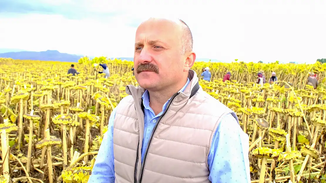 Ağrı'da ayçiçeği üreticiliği yaygınlaşıyor