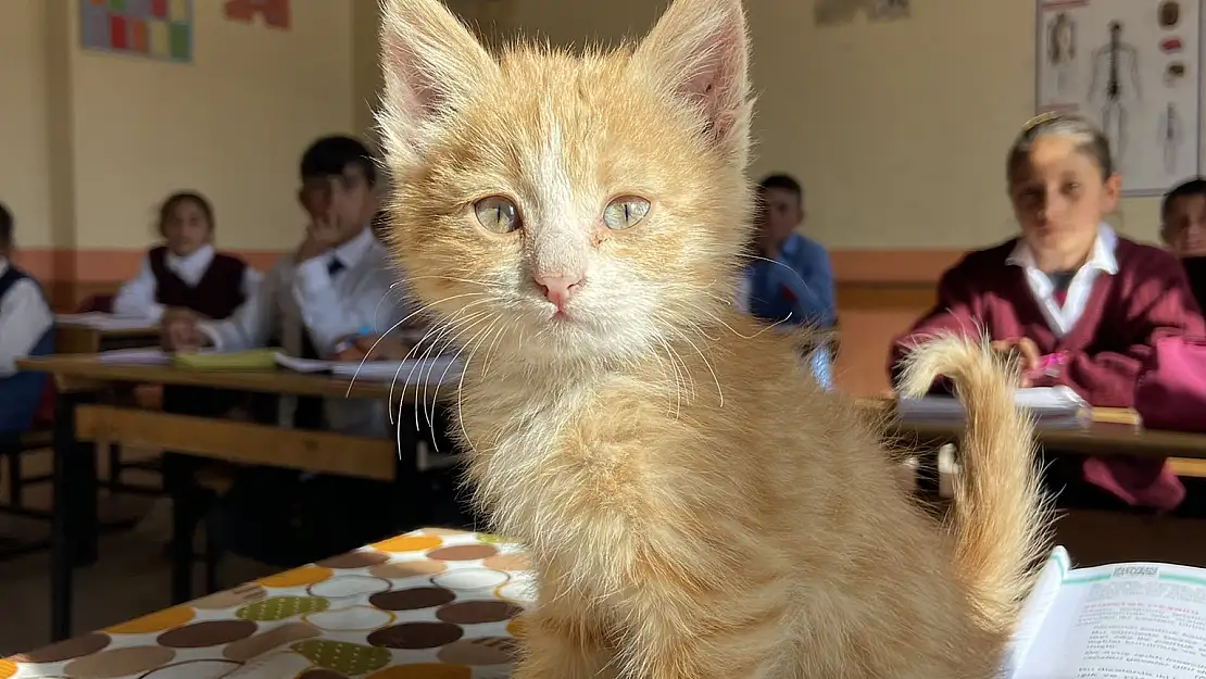 Ağrı'da öğrencilerin sahiplendiği yavru kedi 'Mandalina' okulun maskotu oldu