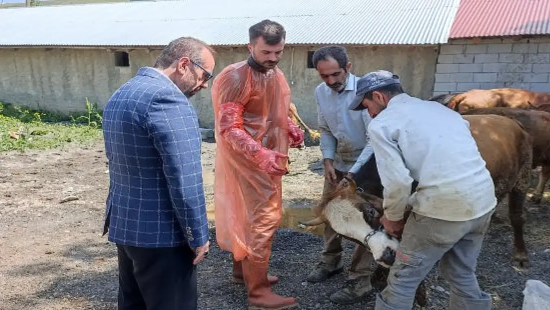 Ağrı'da 97 büyükbaş kurbanlık ihtiyaç sahiplerine ulaştırılacak