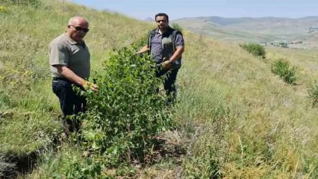 Erzurum Orman Bölge Müdürü Ayatay, Ağrı'da