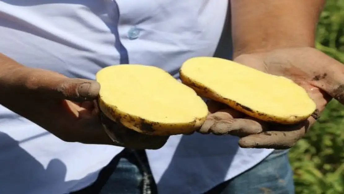 Ağrı'da patates üreticilerine destek