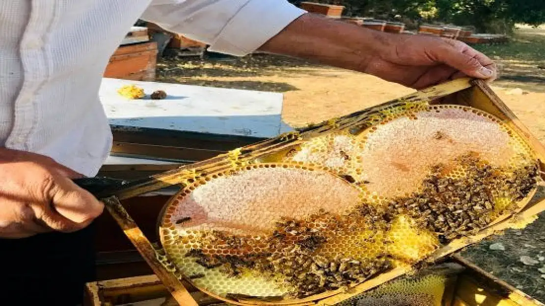 Merakla başladığı arıcılıkta, 70 kovandan binlerce kilo