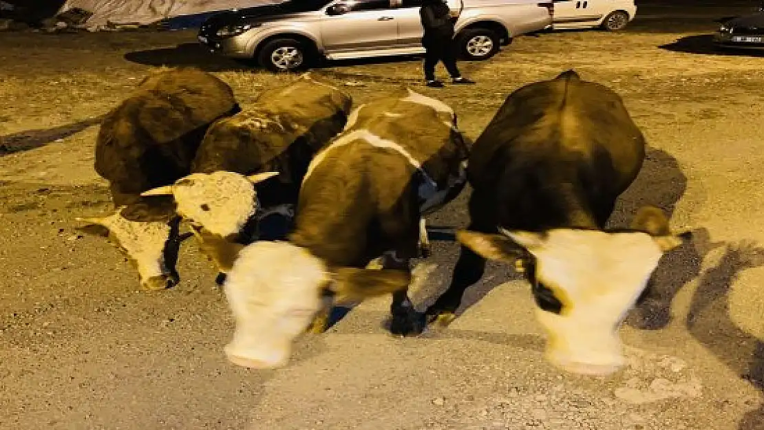 Ağrı'da büyükbaş hayvan hırsızlığına 1 gözaltı