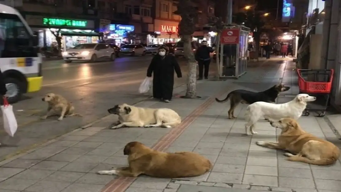 Türkiye'de 21 ayda sokak köpeklerinin saldırdığı 92 kişi hayatını kaybetti