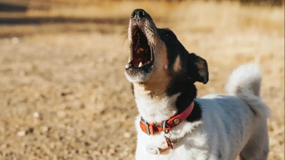 Ezan okunurken köpekler neden ulur?