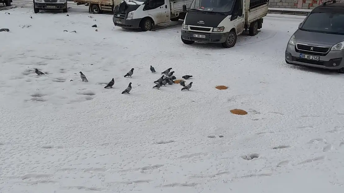 Vicdanlı Ağrı halkı sokak hayvanlarını unutmuyor