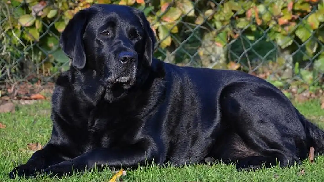 Rüyada köpek görmek ne anlama gelir? Rüyada köpek görmenin islami anlamı nedir?