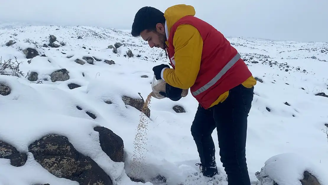 Ağrı Dağı'na buğday serptiler