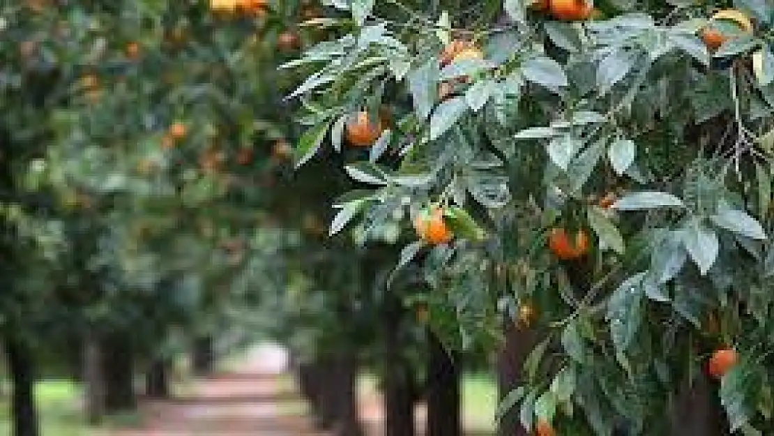 Narenciyeyi bekleyen tehlike!!! Narenciye bitiyor mu? 33 ülkede görülen hastalık nedir?