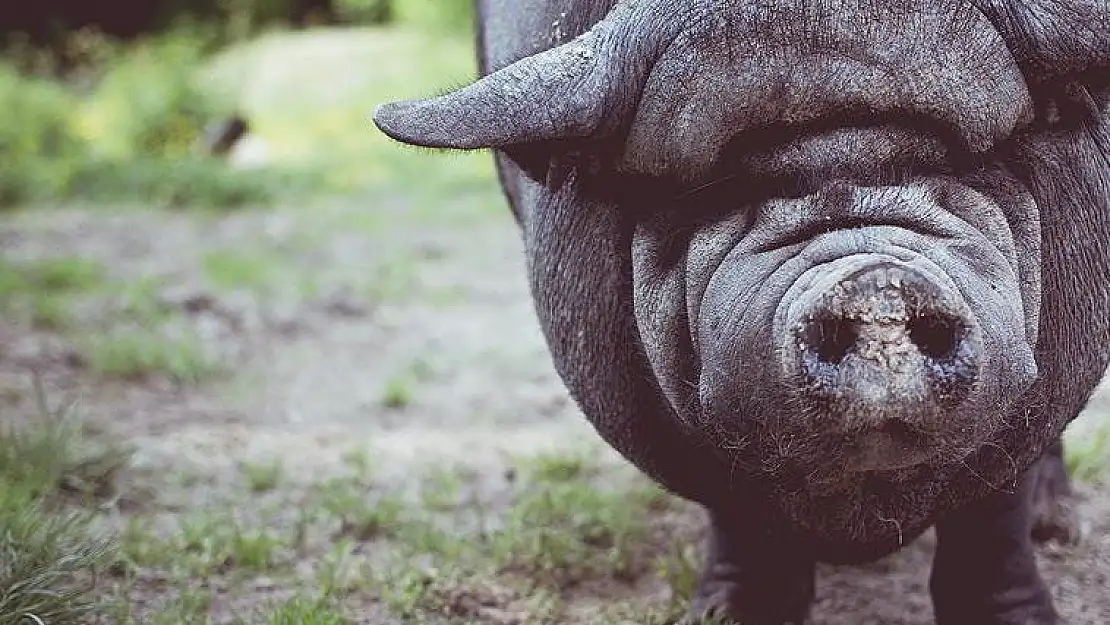 Rüyada domuz görmek ne anlama gelir? Rüyada domuz görmek kötü müdür?
