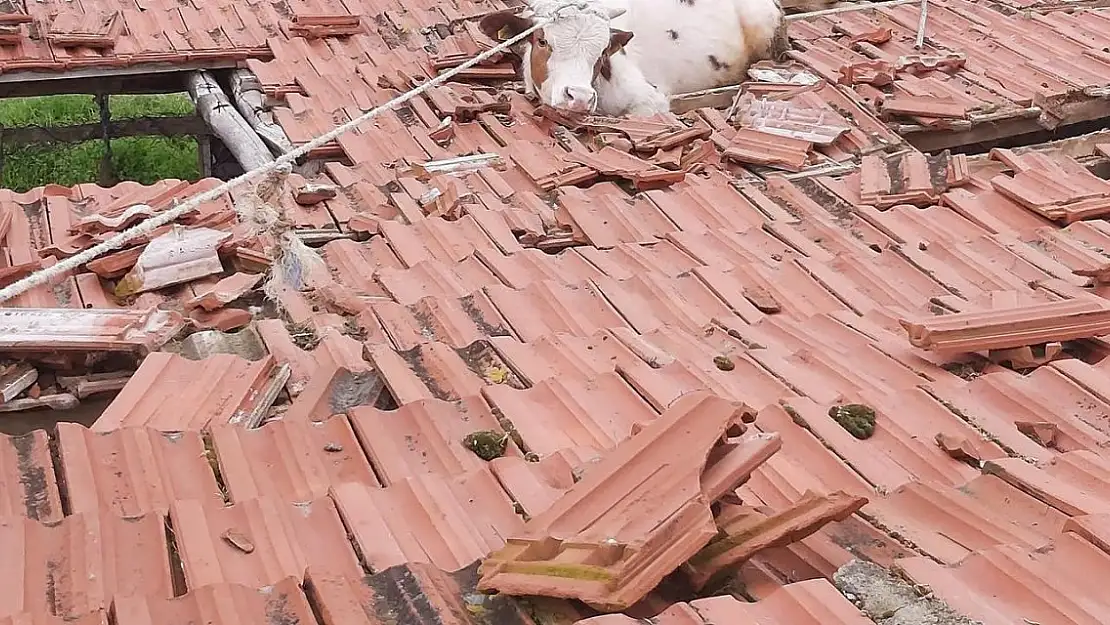 Dikkat! Çatıdan İnek Düşebilir