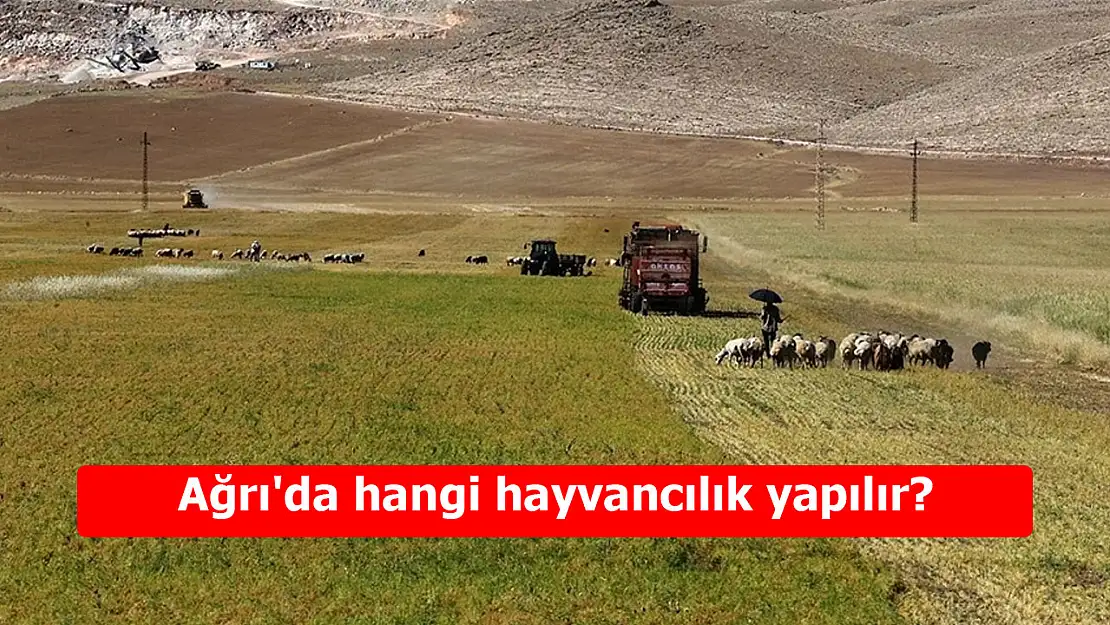 Ağrı'da hangi hayvancılık yapılır? Doğanın sunduğu zenginlik