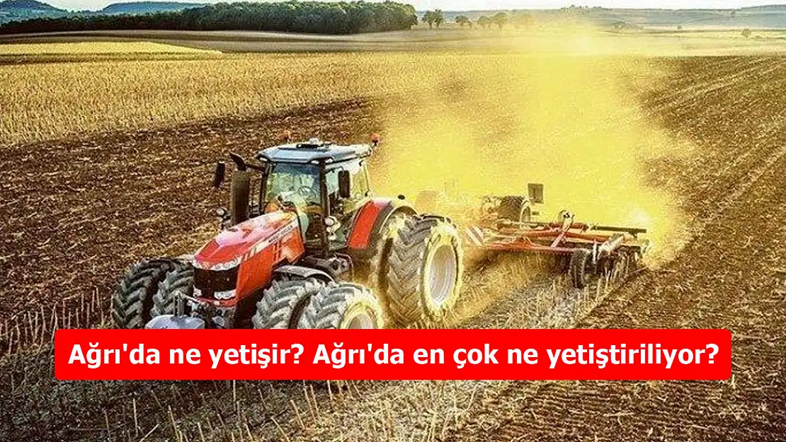 Ağrı'da ne yetişir? Ağrı'da en çok ne yetiştiriliyor?