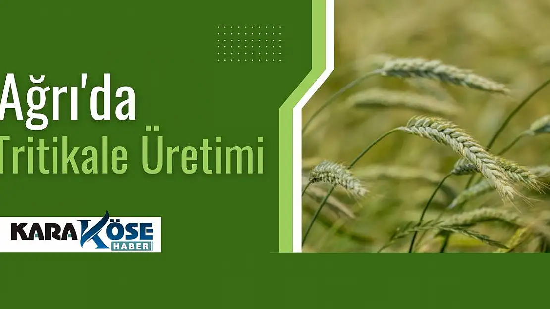 Ağrı'da Tritikale Üretimi Kazandırdı