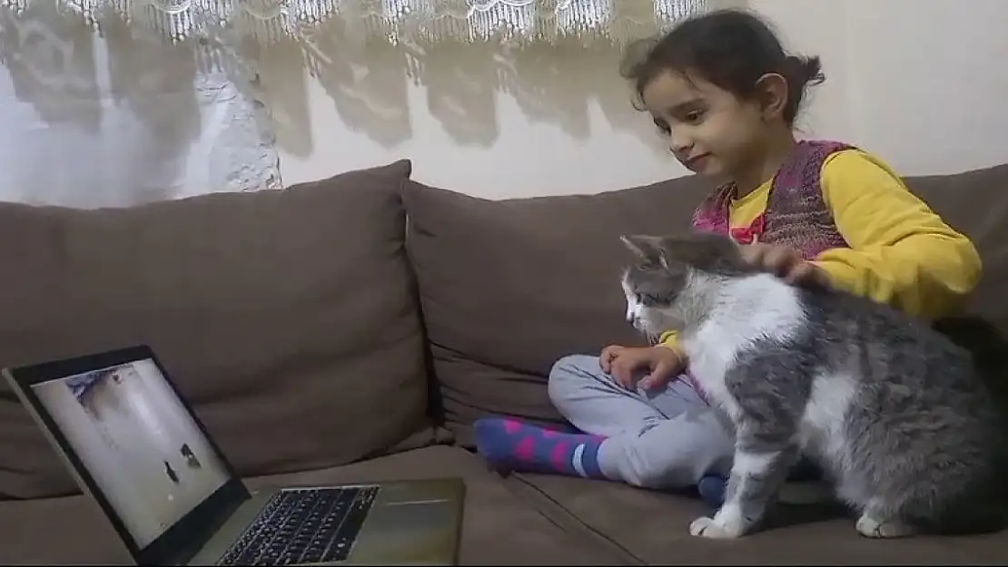 Kedi bilgisayar bağımlısı oldu