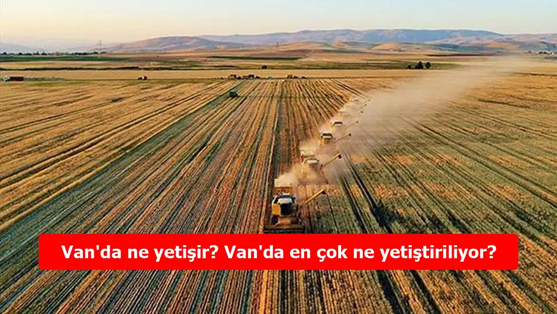 Van'da ne yetişir? Van'da en çok ne yetiştiriliyor?
