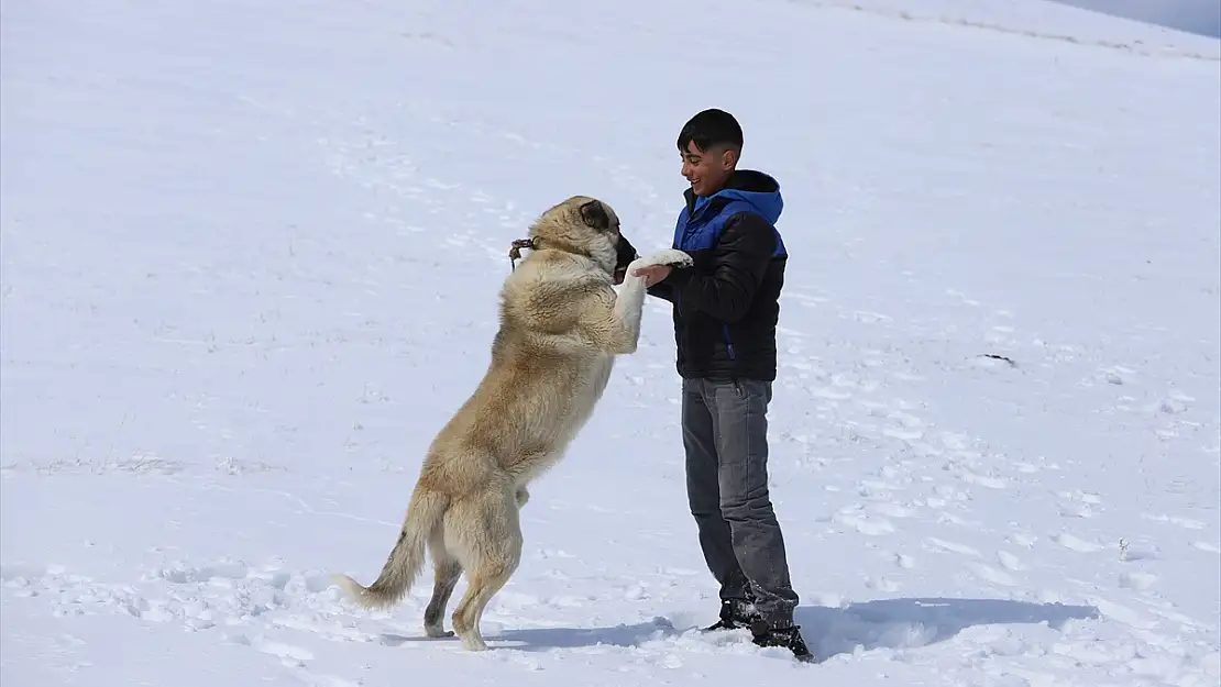 Karla kaplanan Erzurum, Ardahan, Kars ve Ağrı'da soğuk hava etkili