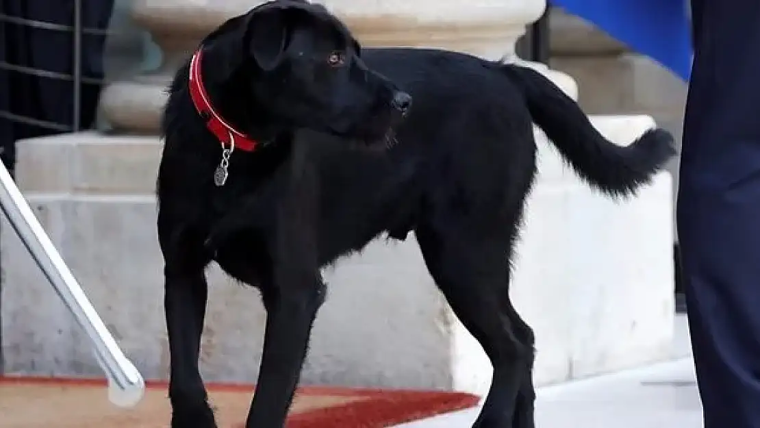 Rüyada siyah köpek görmek ne anlama gelir?