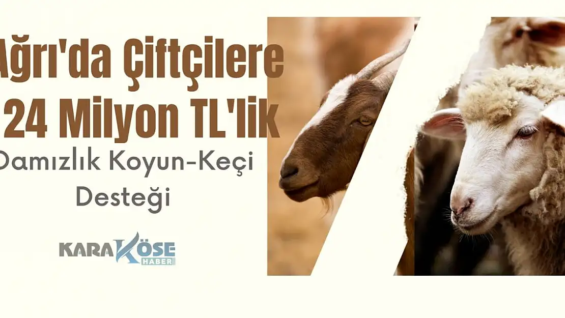 Ağrı'da Çiftçilere 24 Milyon TL'lik Damızlık Koyun-Keçi Desteği
