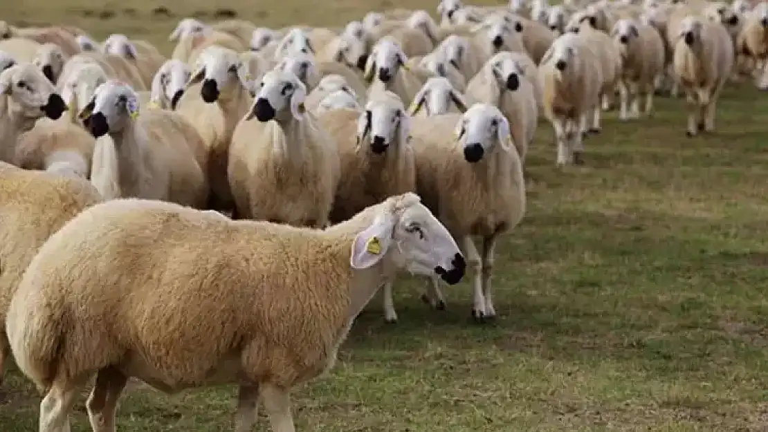 Rüyada koyun sağdığını görmek ne anlama gelir?