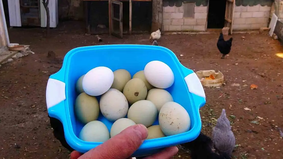 Bu tavukların yumurtasının tanesi 20 lira