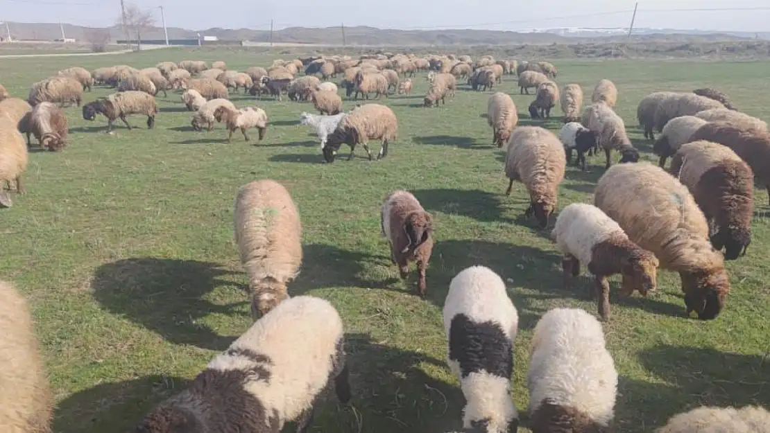 Ağrı'da havalar ısınınca hayvanlar meraya çıktılar