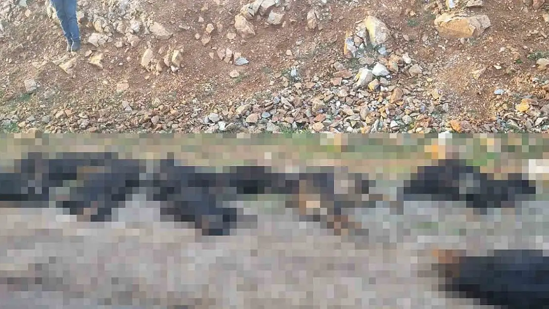 Yıldırım düşmesi sonucu 17 hayvan telef oldu